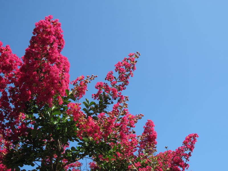Crepe Myrtle Branch Trimming