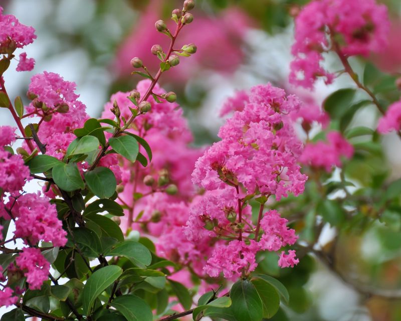 Crepe Myrtle Branch Trimming