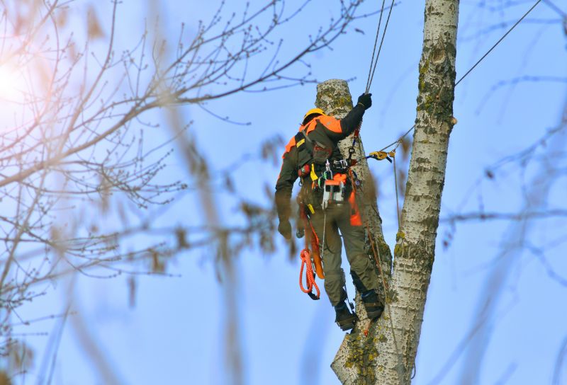 Commercial Tree Service in Reno, NV