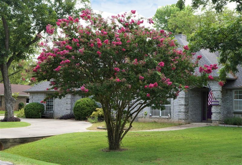 Decorative Crepe Myrtle Trimmings