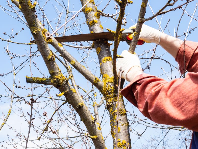 River Birch Trimming in Pottstown, PA