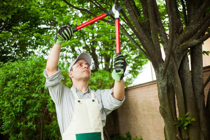 River Birch Trimming in San Jose, CA