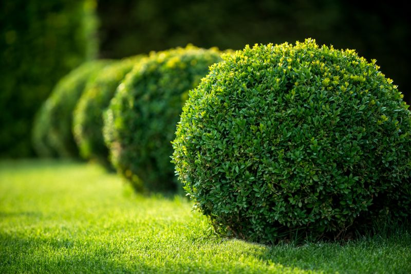 Decorative Shrub Shapes