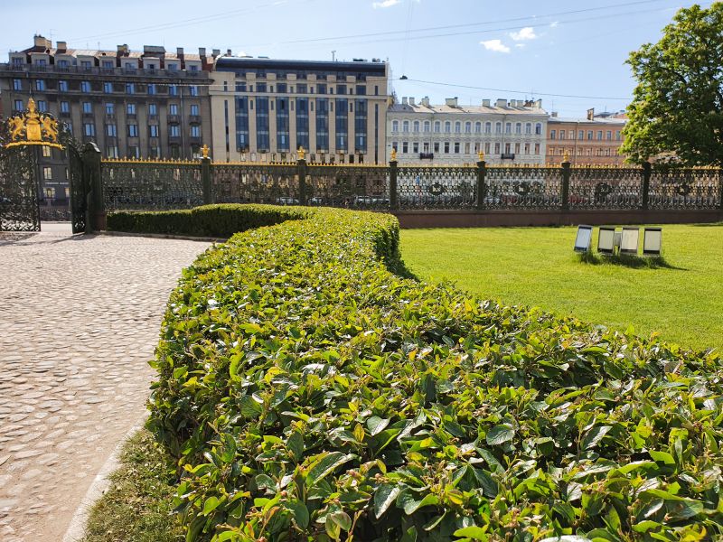 Healthy and Vibrant Shrubs